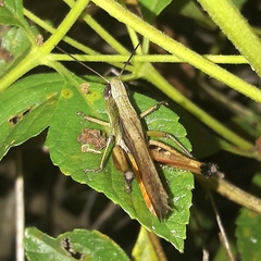 Amblytropidia robusta