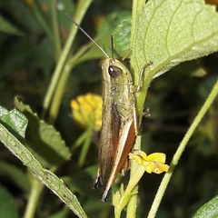 Amblytropidia robusta