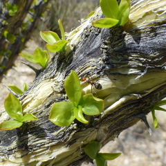 Myrmecocystus melliger