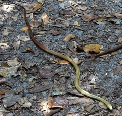 Ithycyphus perineti