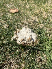 Calbovista subsculpta