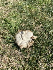 Calbovista subsculpta