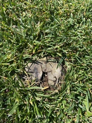 Calbovista subsculpta