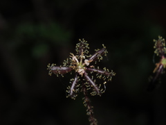 Adenocaulon chilense