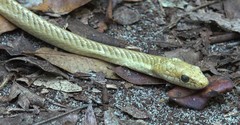 Ithycyphus perineti