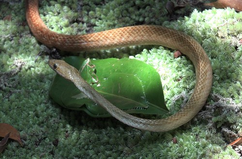 Photo of a Perinet Night Snake (Ithycyphus perineti)