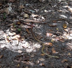 Ithycyphus perineti