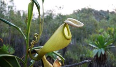 Nepenthes madagascariensis