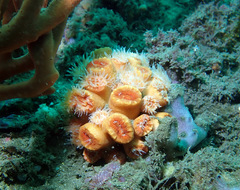 Australopsammia aurea