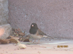 Junco hyemalis
