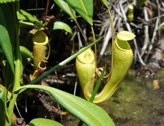 Nepenthes madagascariensis