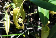Nepenthes madagascariensis