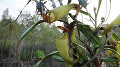 Nepenthes madagascariensis