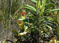 Nepenthes madagascariensis
