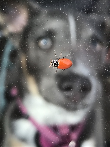Convergent Lady Beetle photographed in California