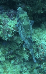 Arothron caeruleopunctatus