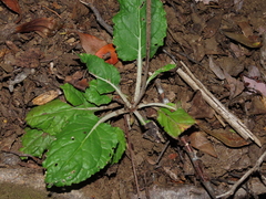 Adenocaulon chilense