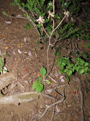 Adenocaulon chilense