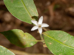 Psychotria suterella