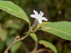 Psychotria suterella
