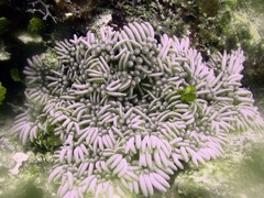 Lebrunia neglecta image