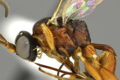 Dichrogaster crassa
