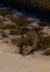 Didelphis virginiana