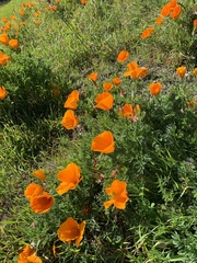 Eschscholzia californica