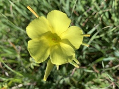 Oxalis pes-caprae