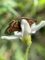 Lepidoptera