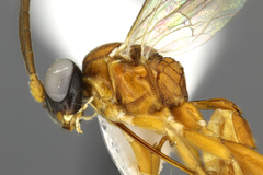 Dichrogaster chrysopae