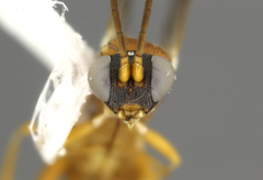 Dichrogaster chrysopae