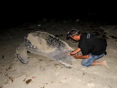 Dermochelys coriacea