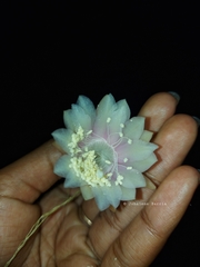 Weberocereus tunilla