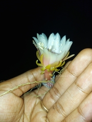 Weberocereus tunilla