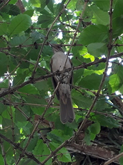 Turdus albicollis