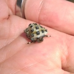 Calcinus laevimanus