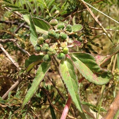Euphorbia cuphosperma