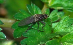 Copromyzinae