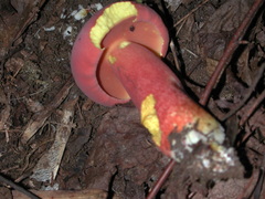 Chalciporus rubinellus