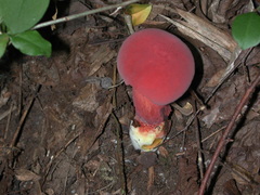 Chalciporus rubinellus