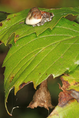 Mastophora phrynosoma