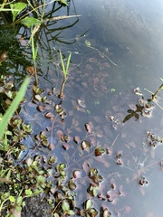 Ludwigia repens