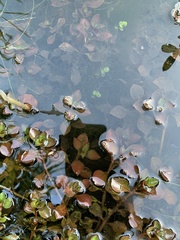 Ludwigia repens