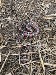Lampropeltis annulata