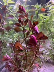Ludwigia repens