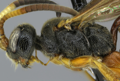 Glyphicnemis mandibularis