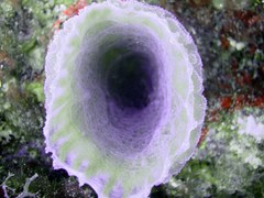 Callyspongia plicifera