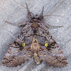 Syngrapha viridisigma