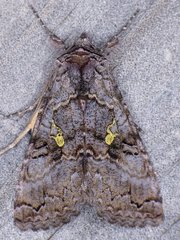 Syngrapha viridisigma
